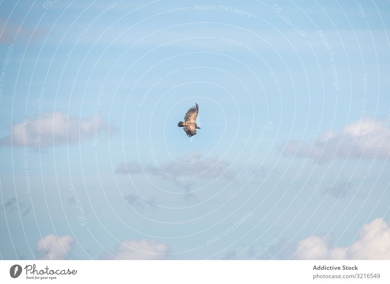 Falke fliegt am Himmel Bussard fliegen Klarer Himmel wild Adler Greifvogel Tierwelt Gefahr Natur Freiheit Vogel Raubtier Spannweite Umwelt groß Abenteuer Fauna