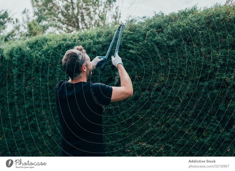 Mann beschneidet Arizonica-Hecke arizonica Pflege Erhaltung Schneiden Garten Gärtner Handschuhe Lifestyle Natur Beruf außerhalb im Freien Menschen Person