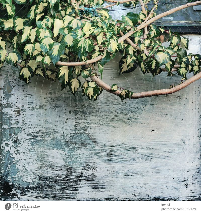 Hängende Masse Pflanze Herbst Schönes Wetter Sträucher Zweig Blatt Garten Gewächshaus Farbstoff gestrichen streichen Glas hängen Wachstum grün Verfall