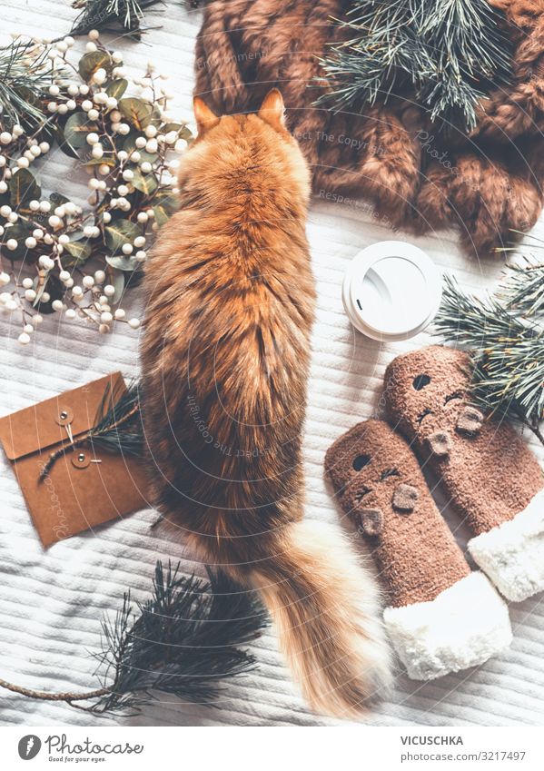 Gemütlicher Winter zu Hause mit Katze Lifestyle Design Freude Ferien & Urlaub & Reisen Häusliches Leben Weihnachten & Advent Haustier Dekoration & Verzierung