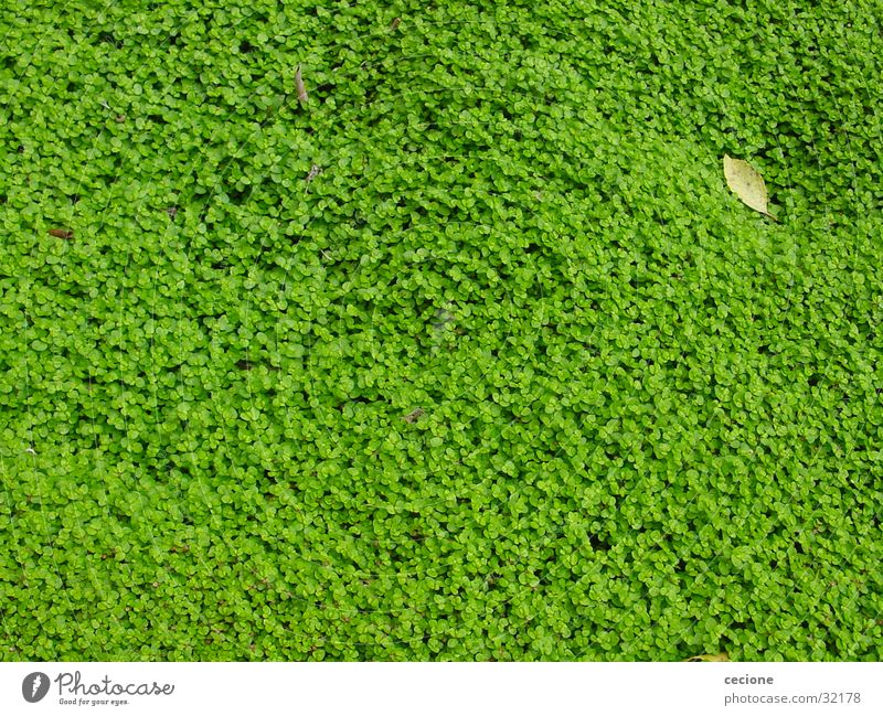 Blättermeer Blatt grün Hintergrundbild Frühling Natur Pflanze