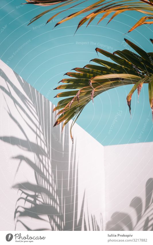 Palmblätter am türkisfarbenen Himmel und an der weißen Wand exotisch schön Sommer Tapete Natur Pflanze Baum Blatt Mode hell blau grün Farbe Kreativität