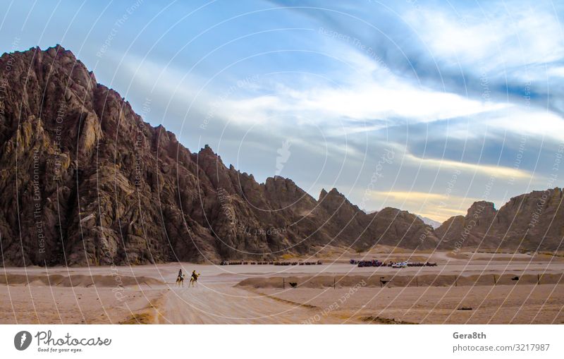 Berge in der Wüste Sharm El Sheikh Ägypten Tiere Kamel Wolken wüst Dromedar exotisch Dunst Höhe Horizont Landschaft Moir Berge u. Gebirge Natur Menschen