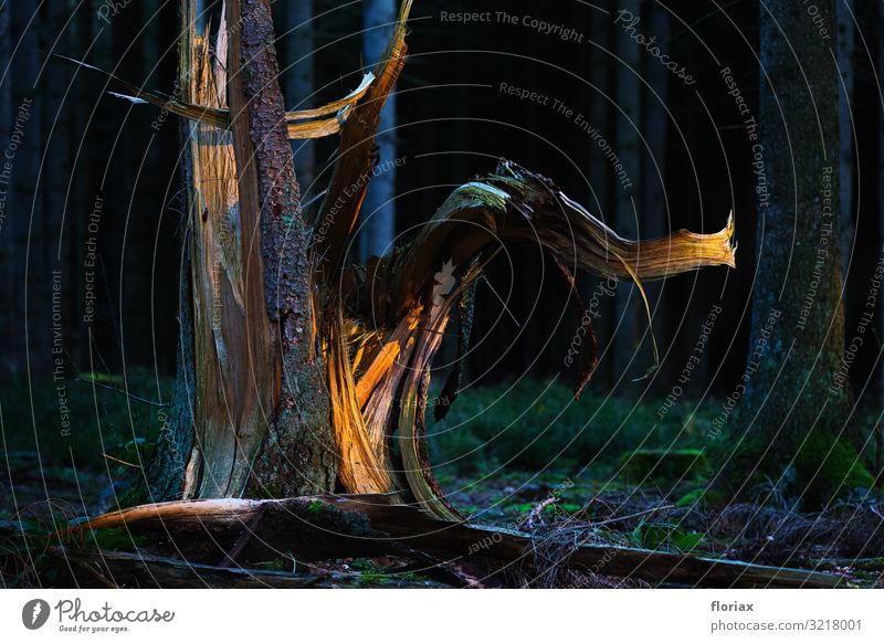 Waldelefant Landwirtschaft Forstwirtschaft Kunst Kunstwerk Skulptur Umwelt Natur Landschaft Herbst Pflanze Baum Menschenleer Holz leuchten Wachstum ästhetisch