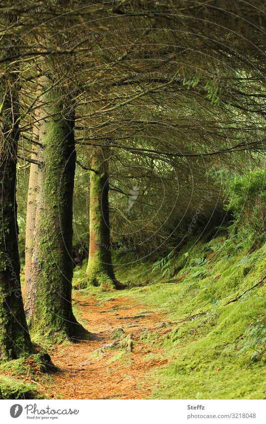 Waldweg nordisch Irland Fußweg nordische Natur Stille im Wald Waldbaden Moos Bäume Pfad Weg Ruhe Waldstimmung Sommer im Norden nordische Romantik