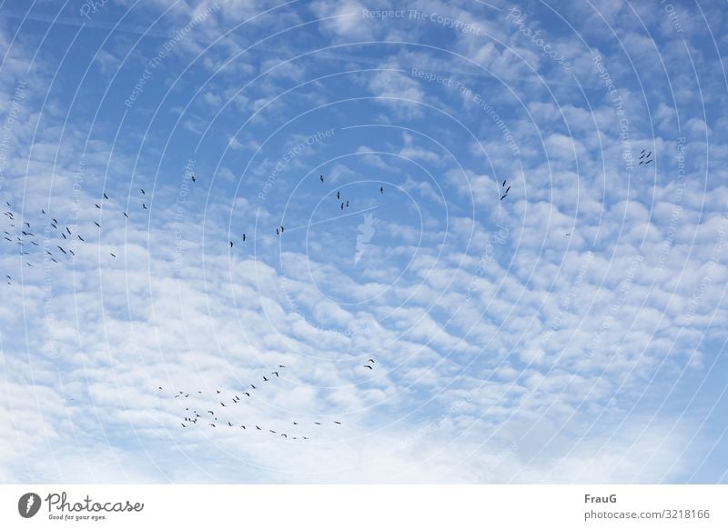 Leichtigkeit | die Kraniche fliegen Himmel Wolken Schäfchenwolken Cirrocumulus Flugzeug Kondensstreifen Vögel Formation bilden Zugvögel Herbst Vogelzug
