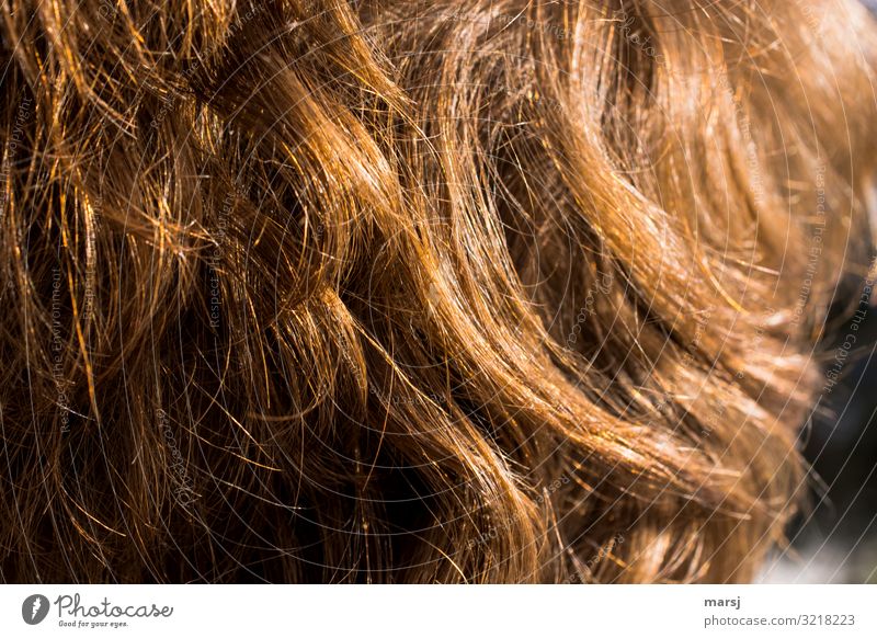 Kupferfarbene Haare eines Menschen Menschenhaare durcheinander Kupferfarbig natürlich bedeckend Haare & Frisuren Licht glänzend leuchtend Kontrast