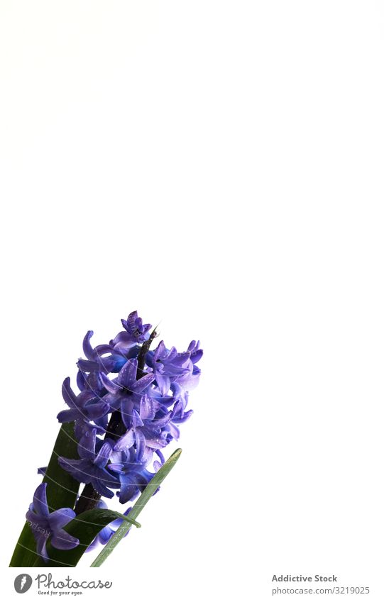 Violette Blüten mit feuchten Blütenblättern Blume nass Blütenblatt klein violett Blütezeit Schönheit natürlich Kraut organisch filigran zerbrechlich winzig
