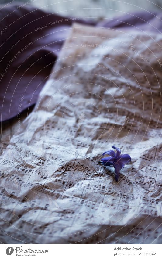 Kleine Blume auf Notenblättern Schot Musik zerknittert violett altehrwürdig elegant künstlerisch Detailaufnahme Element klein winzig retro verwendet Blütezeit