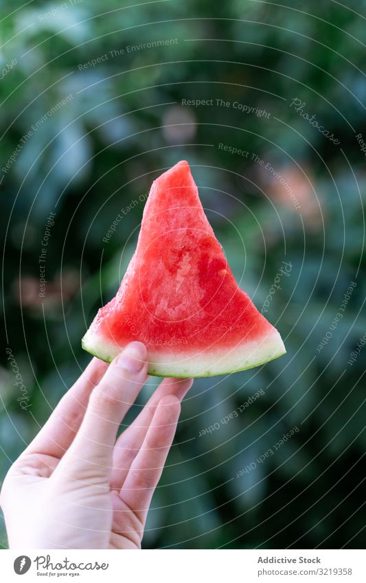 Frau hält reife Wassermelone Garten frisch rot Halt Gesundheit organisch Ernährung süß geschmackvoll saftig Vitamin Sommer lecker natürlich erfrischend Snack