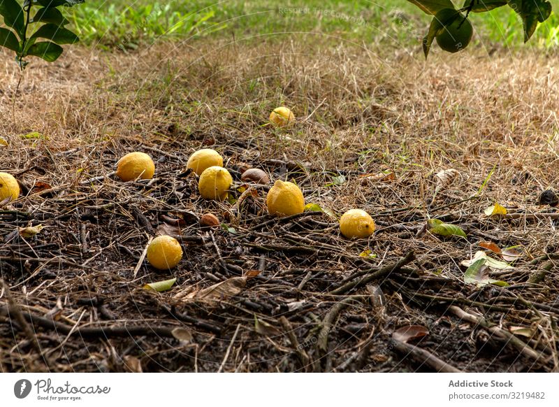 Zitronenbündel auf dem Boden unter einem Baum Garten Ackerbau Zitrusfrüchte Lebensmittel Frucht Ernte kultiviert botanisch reif tropisch natürlich frisch