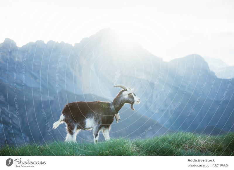 Ziege weidet auf einer Wiese in den Pyrenäen Berge Weidenutzung Natur Tier Ackerbau Säugetier Landwirtschaft ländlich heimisch Gras Rasen Umwelt Landschaft