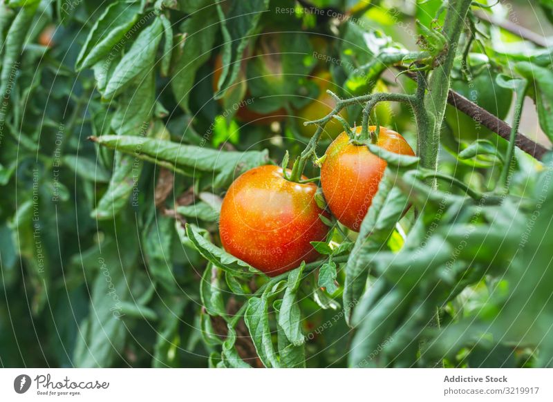 Rote Paprika reift im Garten reifen Gemüse kultivieren frisch rot organisch Ernte Natur Lebensmittel Glück Ackerbau Gesundheit Sommer Wachstum Pflanze Lifestyle