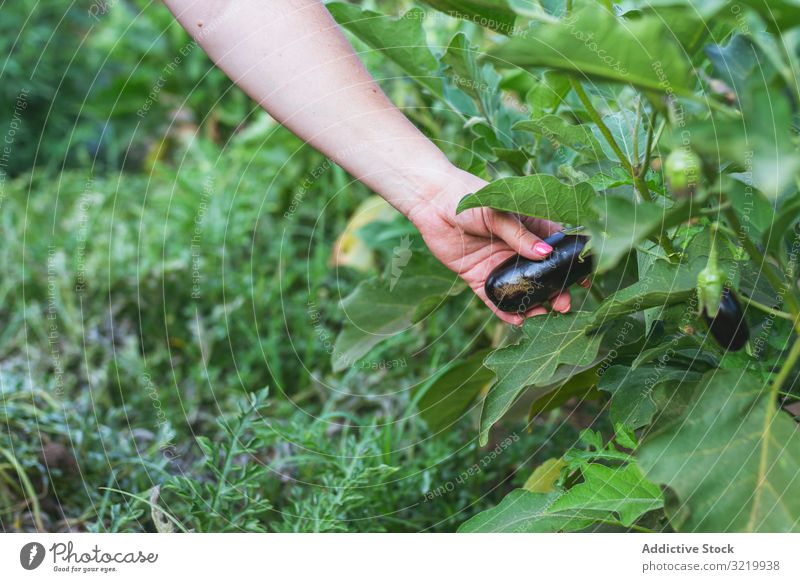 Glänzende Aubergine wächst im grünen Garten Gärtner Gemüse frisch reif organisch Natur Ernte Lebensmittel Ackerbau Gesundheit Sommer Beteiligung Wachstum
