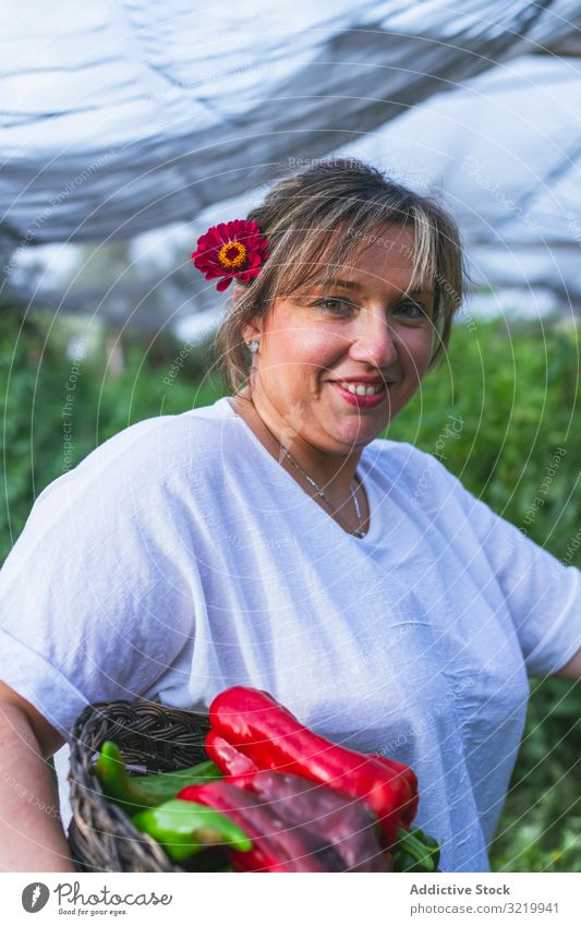 Gärtner im Vorgarten beim Ernten von Gemüse von Büschen im Korb Frau Tomate Garten Paprika frisch grün rot reif organisch Lebensmittel Glück Ackerbau Natur