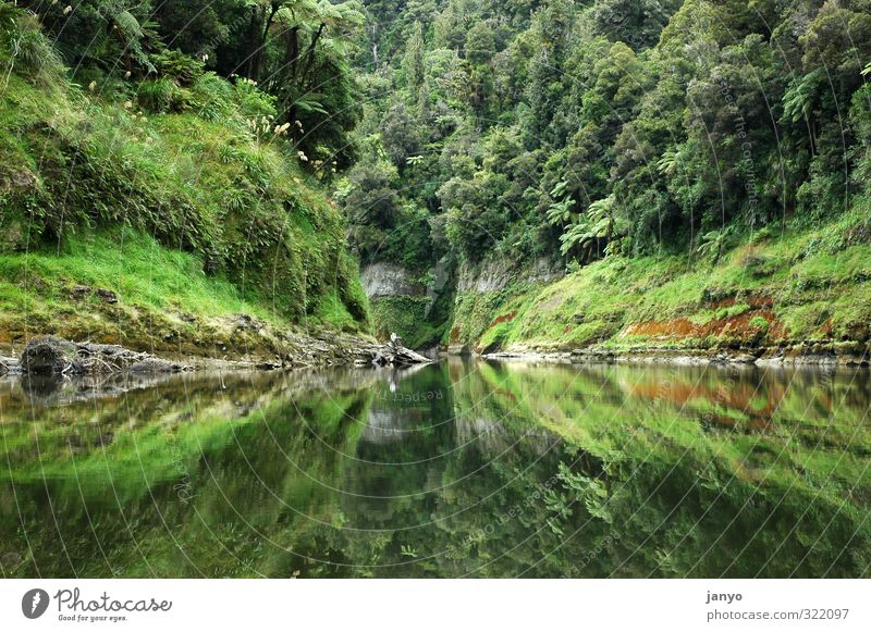 Reflektion Natur Landschaft Wasser Urwald Seeufer ruhig Reflexion & Spiegelung Farbfoto Außenaufnahme Menschenleer Tag