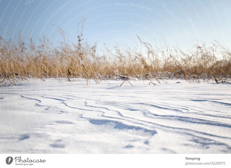 Neuschnee Winter Schnee Natur Landschaft Wind Pflanze Gras kalt weiß Schneewehe Schneedecke Schneelandschaft Dünen Frost gefroren Pulverschnee Erosion