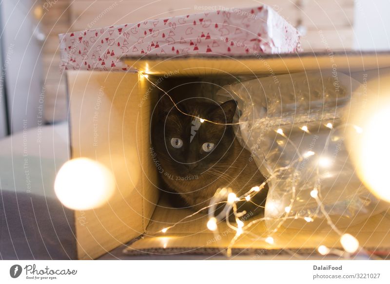 Katze in einer Weihnachtsgeschenkbox mit Beleuchtung Glück Winter Dekoration & Verzierung Feste & Feiern Weihnachten & Advent Silvester u. Neujahr Tier Haustier