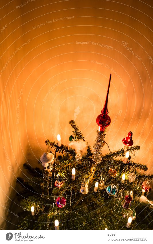 Der Baum steht Häusliches Leben Dekoration & Verzierung Feste & Feiern Weihnachten & Advent Winter schön Stimmung Vorfreude Zusammensein Erwartung Nostalgie