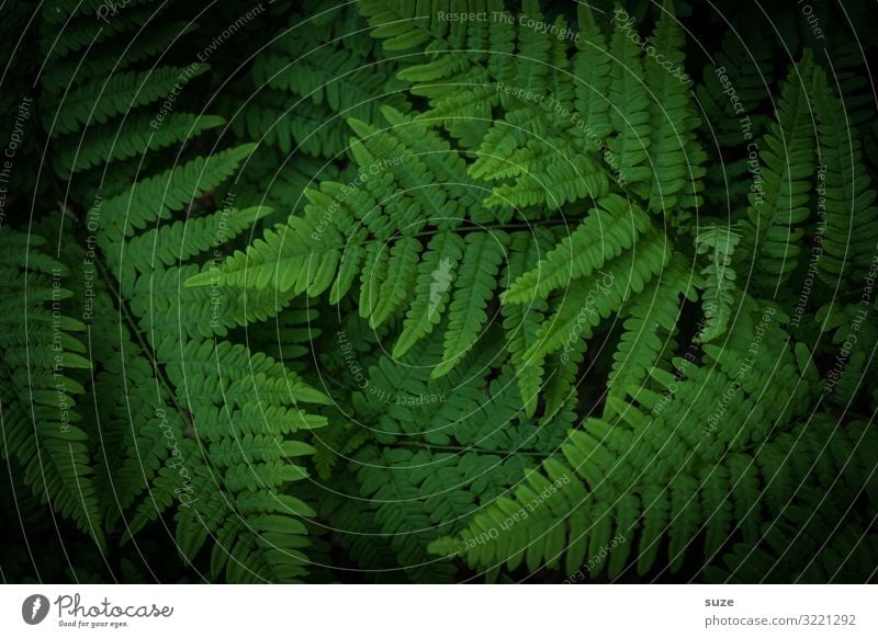 Wilder Farn harmonisch ruhig Dekoration & Verzierung Umwelt Natur Pflanze Klima Sträucher Blatt Grünpflanze Wildpflanze Urwald ästhetisch authentisch dunkel