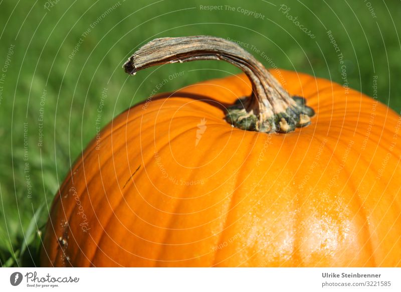 Oberer Teil von einem großen orangen Kürbis Stiel Herbst Ernte Curcubita Stängel Frucht Pumpkin Pflanze Kürbisgewächs Halloween Dekoration & Verzierung