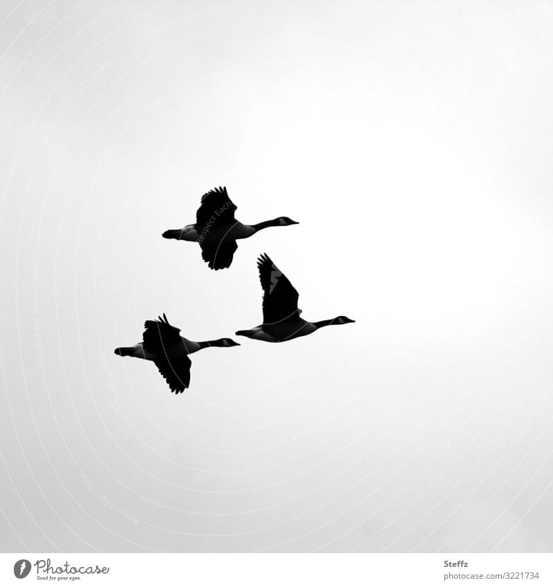 Zugvögel Gänse Gänseflug Wildgänse Vogelflug Vögel fliegen Wildvögel wild grau überwintern Trieb Instinkt Oktober grauer Himmel Silhouetten schwarz Freiheit