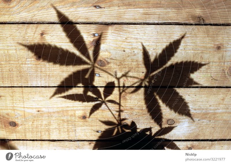 Schatten einer Hanfpflanze auf Holzdielen - Cannabis - Nachtschattengewächs - Silhouette Marihuana Betäubungsmittel Gras THC Pflanze cbd Kräuter & Gewürze
