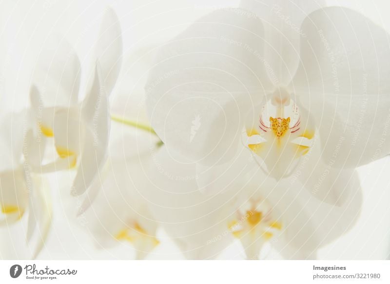 Mond Orchidee Umwelt Natur Pflanze Blume exotisch Mondorchidee ästhetisch schön Design "Zweig weiße Nahaufnahme Orchideen,hell Hintergrund