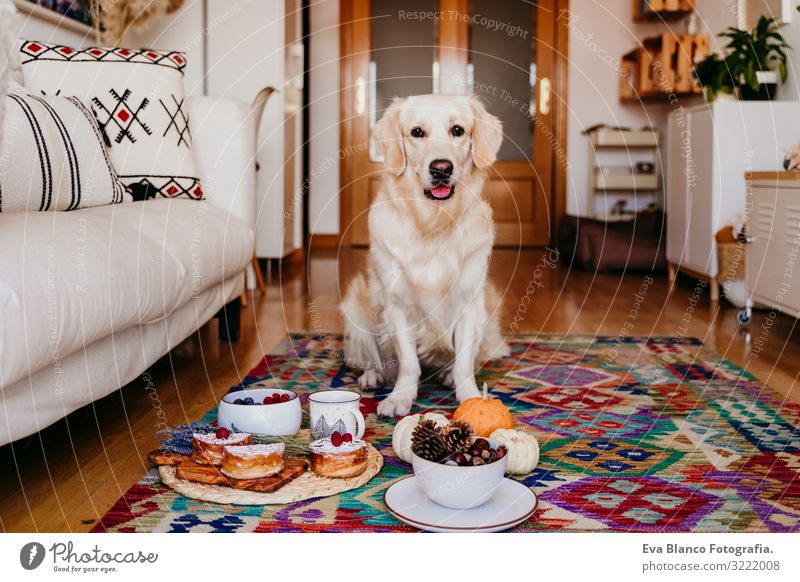 süßer Golden Retriever-Hund zu Hause. Gesundes Frühstück, außerdem mit Tee, Obst und Süßigkeiten. Reinrassig lustig reizvoll Frucht Herbst Teppich lügen