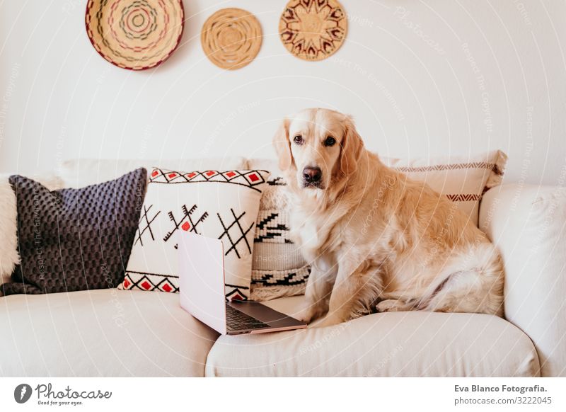 bezaubernder Golden Retriever-Hund auf dem Sofa beim Arbeiten am Laptop Notebook Technik & Technologie Arbeit & Erwerbstätigkeit Büro Reinrassig lustig reizvoll