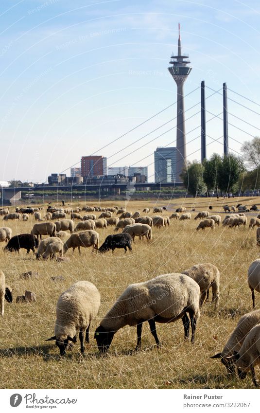 Klimawandel: Schafe auf trockener Wiese Landwirtschaft Forstwirtschaft Schönes Wetter Düsseldorf Stadtzentrum Wahrzeichen Tier Schafherde Herde Fressen blau
