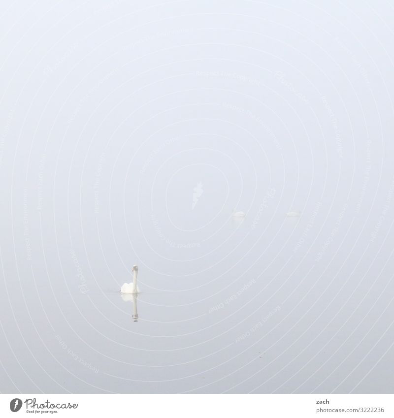 ganz in weiß Schwimmen & Baden 1 Mensch Tier Wasser Herbst Nebel See Vogel Schwan grau Gedeckte Farben Außenaufnahme Menschenleer Textfreiraum links