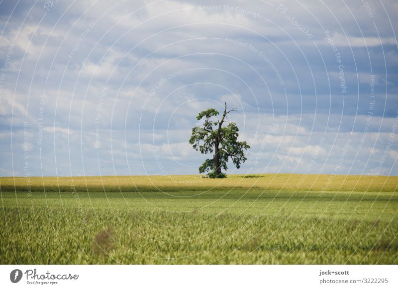 ein Baum mit viel Ausblick Landwirtschaft Landschaft Himmel Wolken Weizenfeld Wachstum authentisch Ferne Horizont Inspiration Naturerlebnis Ackerbau