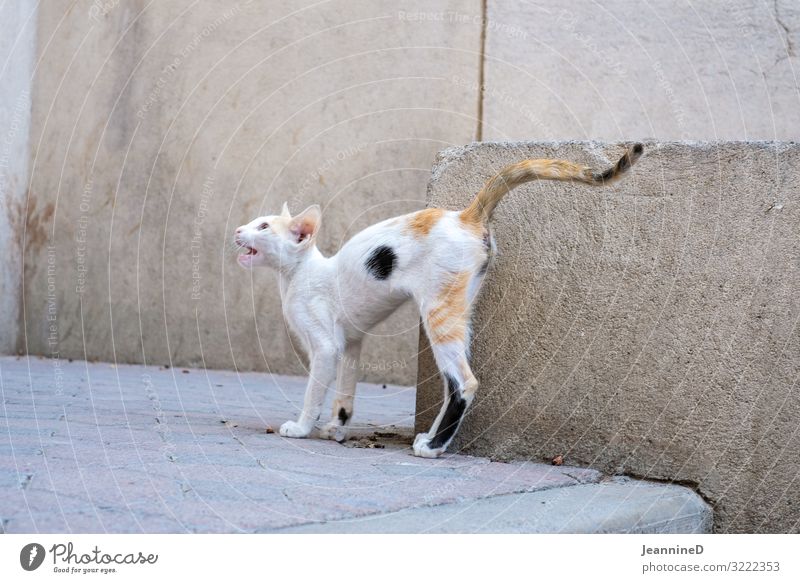 wilde Katze Oman Gasse Tier 1 Aggression dünn Wut Überraschung Angst Entsetzen gereizt angriffslustig Nervosität Ärger Hauskatze attackieren Fellpflege