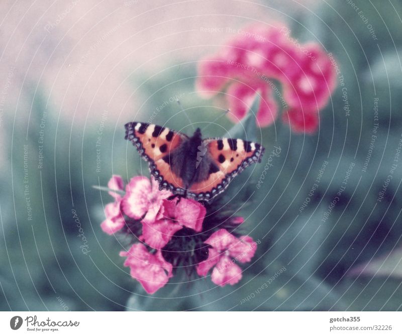 Kleiner Fuchs Schmetterling Blume Farbe Freiheit schön