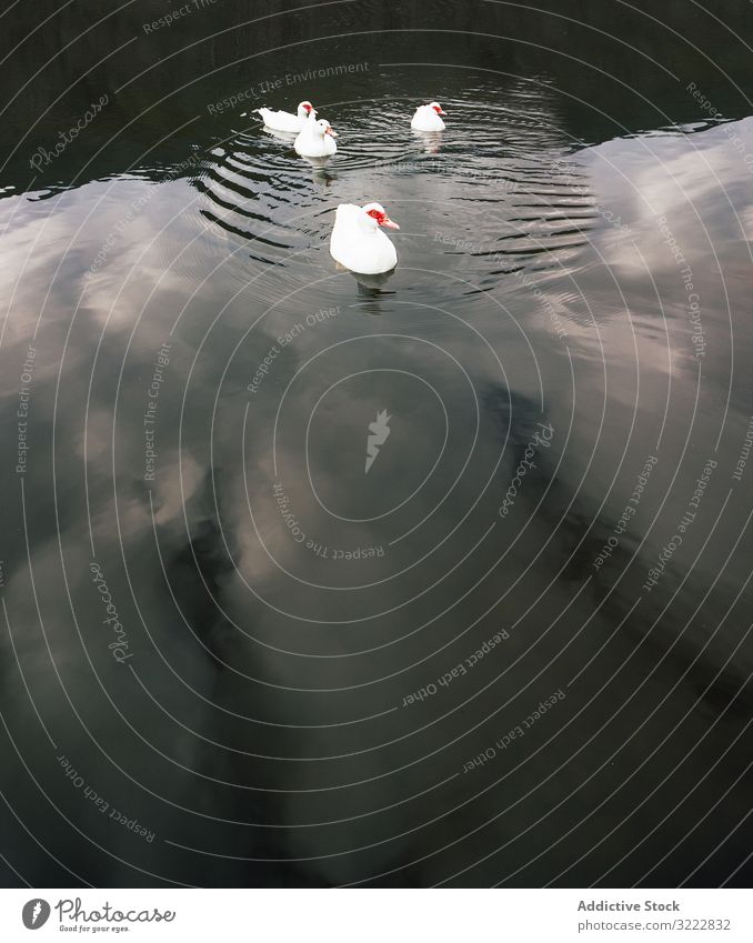 Weiße Moschusenten in ruhigem See Herbst Ente schwimmen Natur Windstille Oberfläche Harmonie Frieden Wasser Tier schön wild Fauna Tierwelt sich[Akk] entspannen