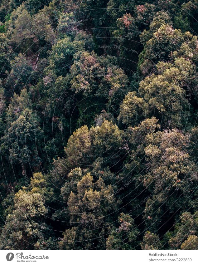 Wald mit Bäumen mit dichter, flauschig grüner Krone Baum idyllisch Hintergrund abstrakt üppig (Wuchs) Mysterium Phantasie antik Pflanze Umwelt Laubwerk Holz