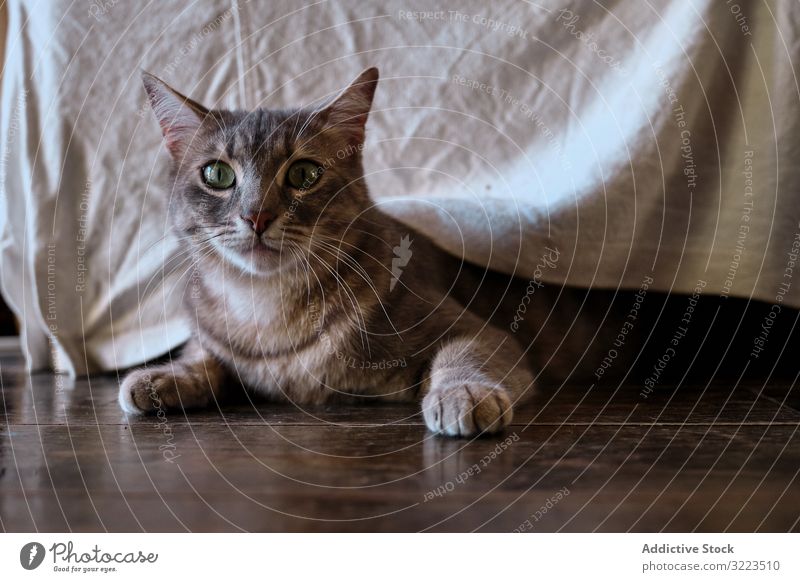 Charmante getigerte Tabby-Katze, die zu Hause spielt spielen Möbel jagen heimwärts Makrele grau gestreift Haustier Stengel niedlich charmant katzenhaft heimisch