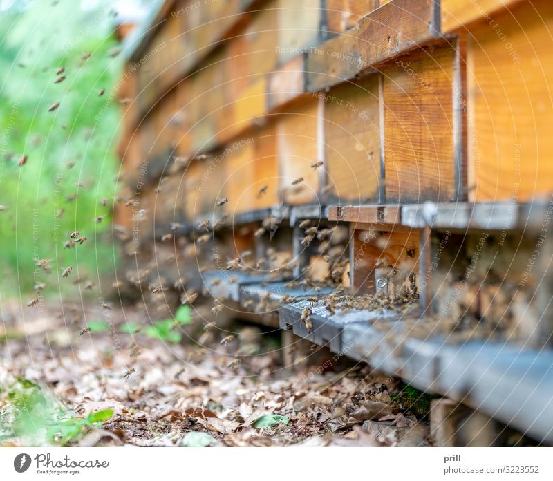 bees and apiary Landwirtschaft Forstwirtschaft Tier Biene Schwarm Holz viele chaotisch Bienenkorb bienengarten bienenstaat honigproduktion Imkerei Insekt
