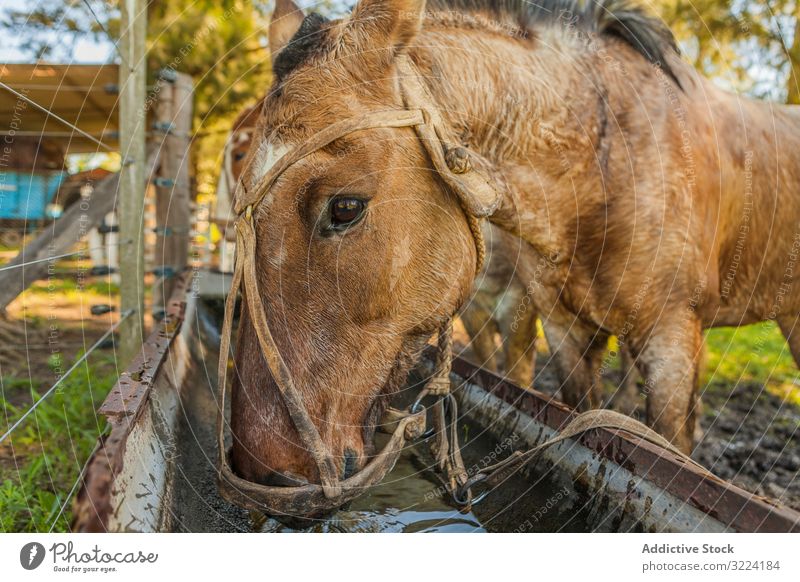 Pferde trinken Wasser in der Langtränke auf dem Bauernhof Tier Säugetier Natur Fauna heimisch ländlich natürlich mit Hufen Weide Herde Hengst Haustier Pflege