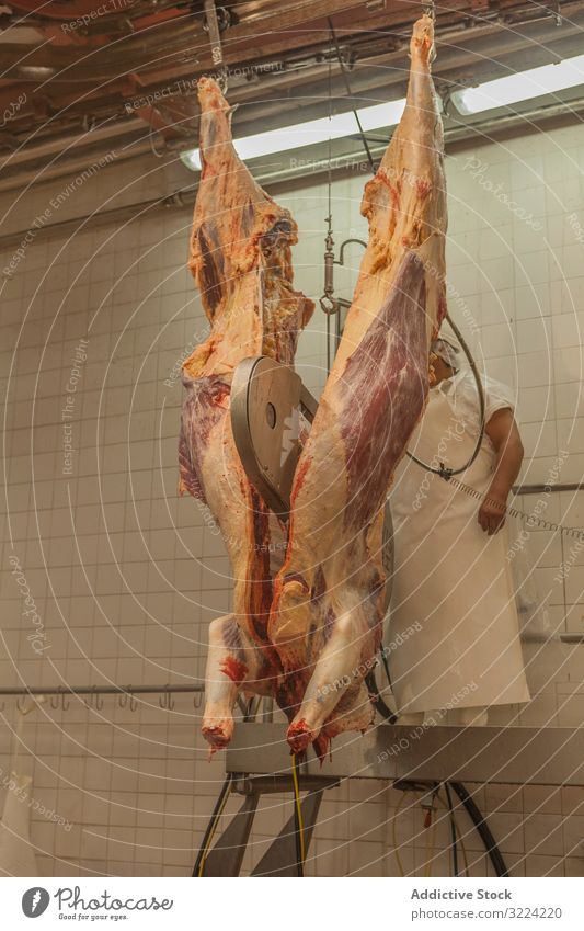 Gehackter Kuhkadaver hängt im Schlachthof herunter Kadaver Säge geschnitten industriell frisch gehackt Fleisch reif Rindfleisch Ackerbau Lebensmittel erhängen
