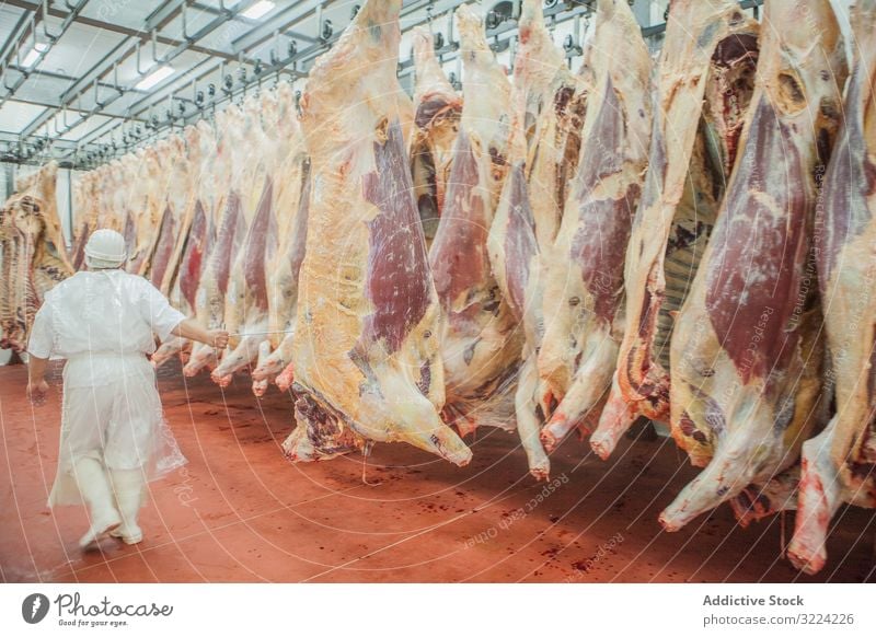 Metzger in Uniform geht an hängenden Kadavern entlang Schlachthof aussetzen Anzahl Fleisch frisch Inszenierung Lebensmittel Metzgerei roh Industrie erhängen