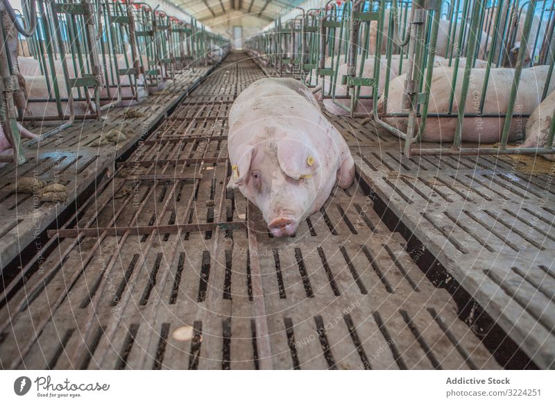 Gesundes Schwein ruht im Schweinestall Schweinekoben Bauernhof Gesundheit ruhen liegend entspannt Stock Industrie Schweinefleisch Tier Ackerbau Ferkel