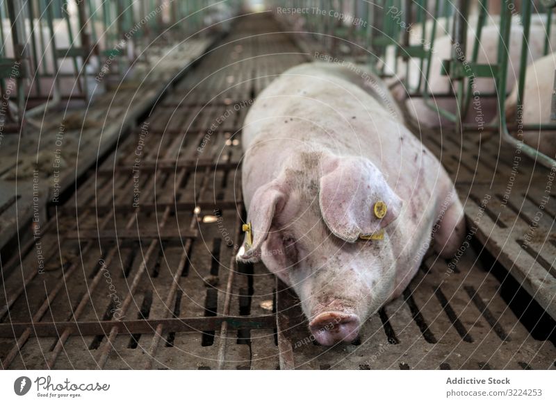 Gesundes Schwein ruht im Schweinestall Schweinekoben Bauernhof Gesundheit ruhen liegend entspannt Stock Industrie Schweinefleisch Tier Ackerbau Ferkel