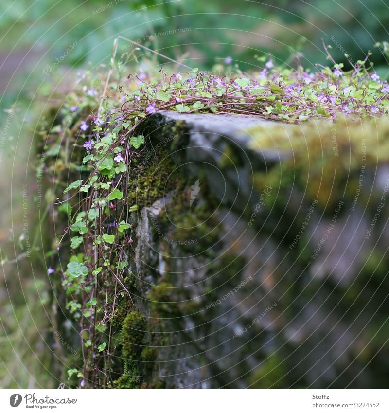 alte Mauerreste bewachsen mit Wildpflanzen in Schottland Efeu Kletterpflanzen nordische Wildpflanzen nordische Natur nordische Romantik Mauerpflanzen Moos