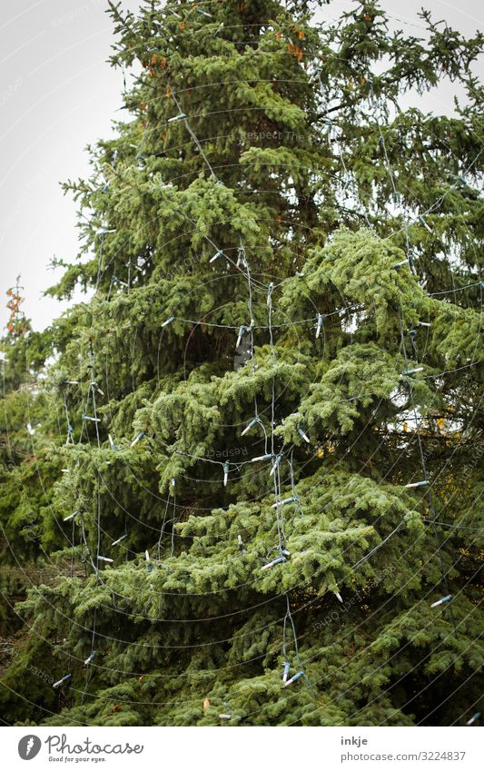Tannenbaum unbeleuchtet Weihnachten & Advent Winter Baum Nadelbaum Wald Dekoration & Verzierung Lichterkette Weihnachtsbeleuchtung Weihnachtsbaum hängen