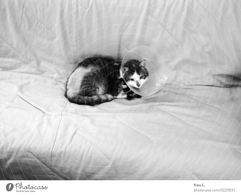 Verletzt Krankenpflege Sofa Tier Haustier Katze 1 Tierjunges Liebe warten Krankheit niedlich geduldig Hilfsbereitschaft Operation Fraktur Wirbelsäule geschlagen