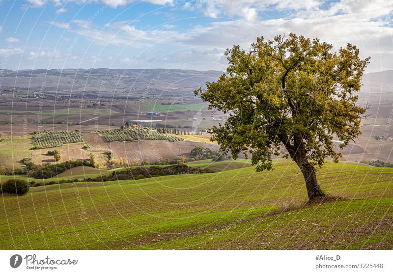 Toskana Authentische Landschaft im Herbst Ferien & Urlaub & Reisen Tourismus Natur Horizont Schönes Wetter Baum Wiese Feld Hügel Rocca d'Orcia Italien Europa