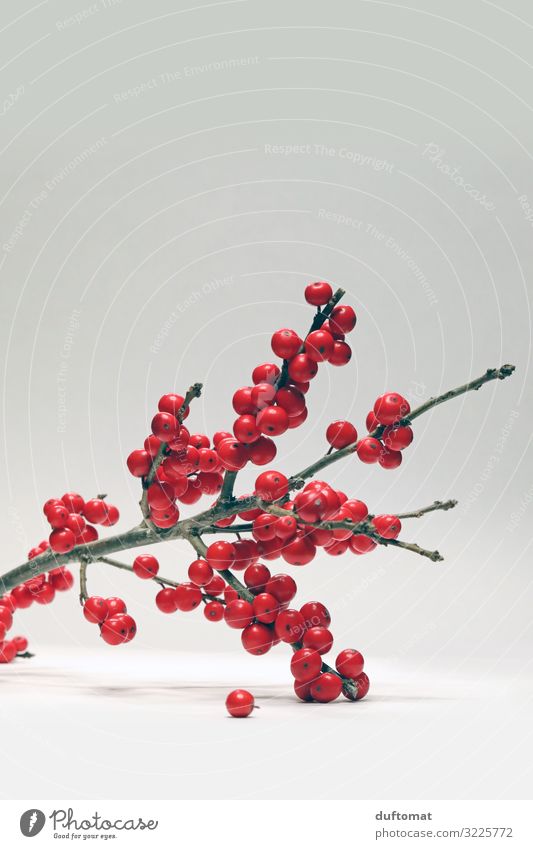 Ilex Natur Pflanze Winter Wildpflanze Ast Sträucher Beeren verblüht retro Spitze rot Romantik kalt Nostalgie Dekoration & Verzierung dekorieren Weihnachten