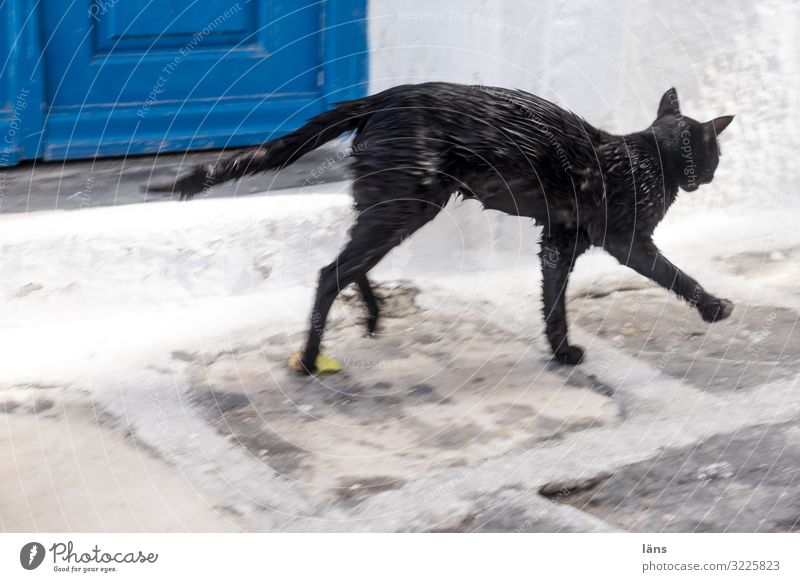 Nasse Katze nass Griechenland Stadt gehen schwarz